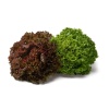 batavia verte rouge 1837892624