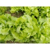 laitue pomme verte jdp