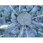 brocoli_p