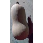 butternut1