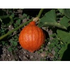 potimarron