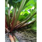 rhubarbe