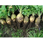 rutabaga