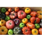 tomates-anciennes