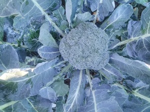 brocoli p