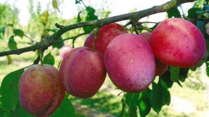 prune rouge style altesse