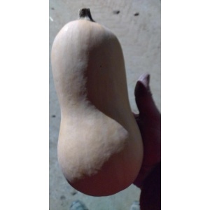 butternut1