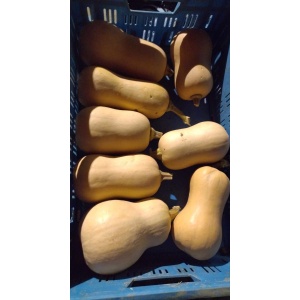 butternut2