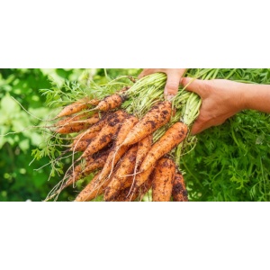 carottes_juste_cueillies