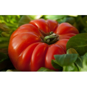tomate_coeur_de_boeuf