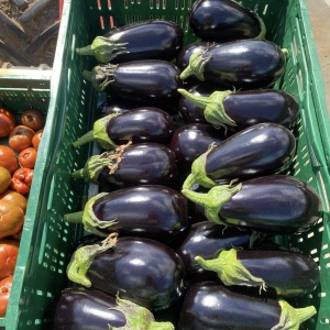 aubergines caisse