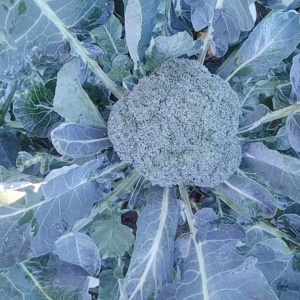 brocoli p