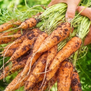 carottes juste cueillies 1260056820