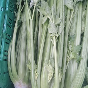 cleri vert