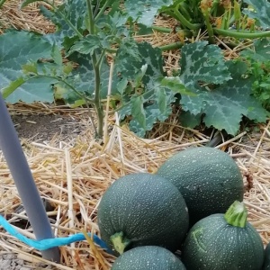 courgette ronde