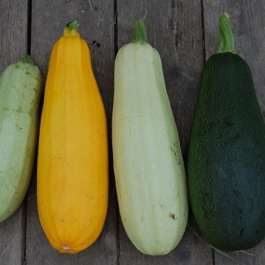 courgettes mlange