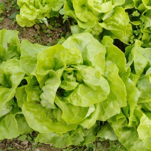 laitue pomme verte jdp